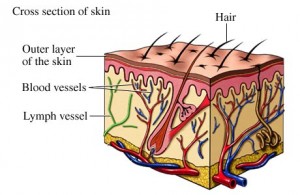 skinandlymph