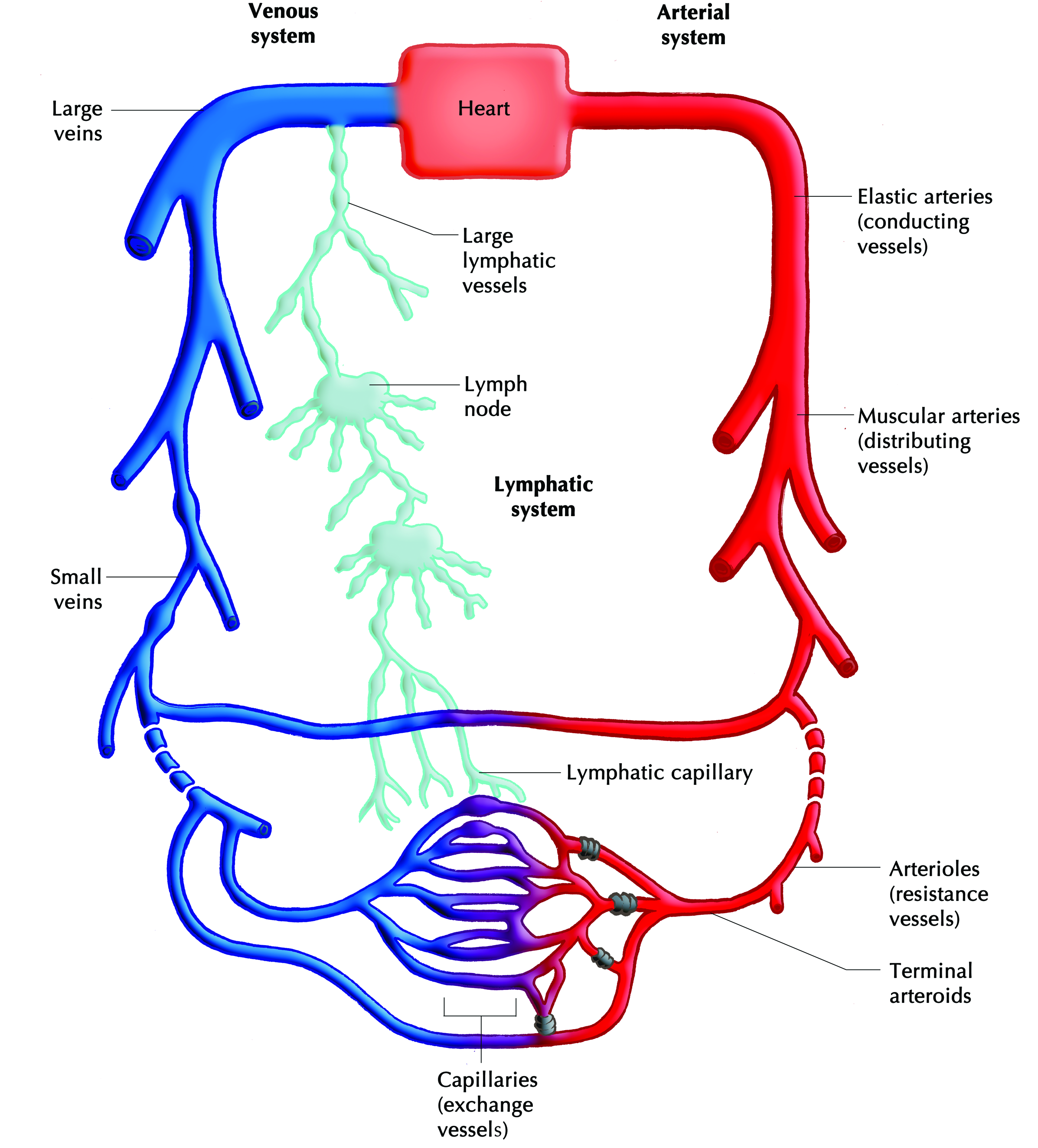 Обмен сосуды. Lymphatic System. Circulation System. Cardiovascular Lymphatic System. Structure of the Circulatory System.